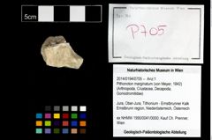 Foto (Objekt + Etikett) von Pithonoton marginatum (von Meyer, 1842)  (NHMW-GEO-2014-0194-0705)